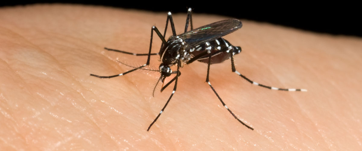 GYLLENTORGET Insecticides fight mosquito borne diseases