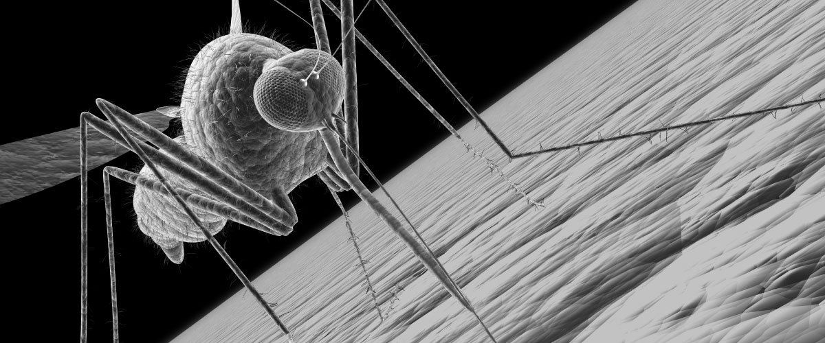 GYLLENTORGET Insecticides fight mosquito borne diseases