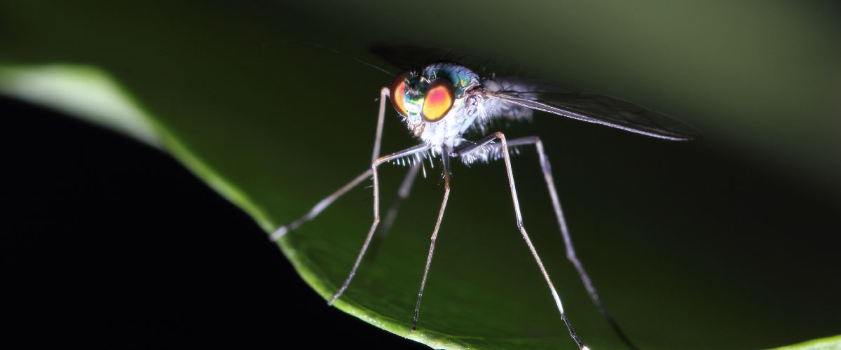 GYLLENTORGET Insecticides fight mosquito borne diseases
