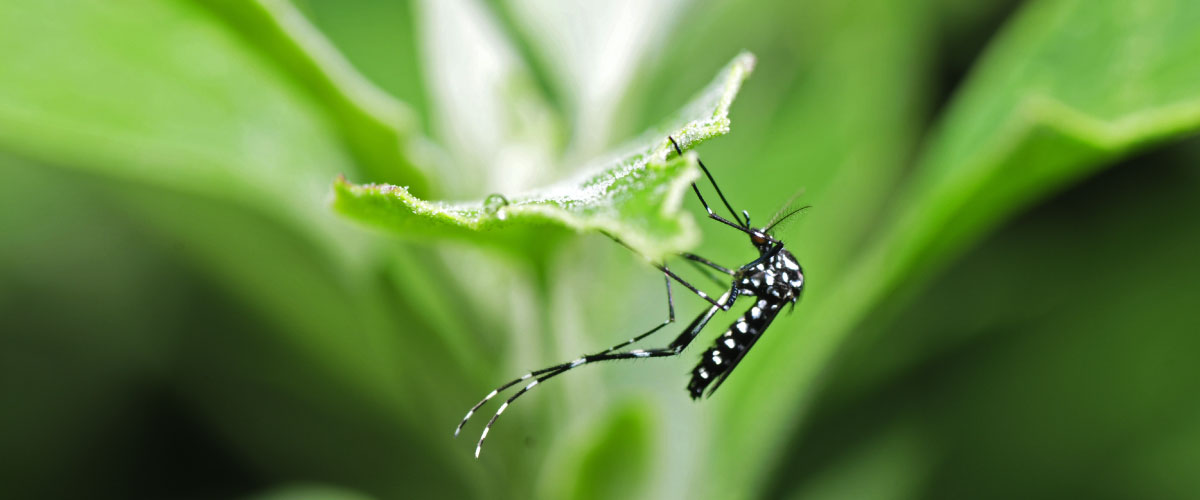 GYLLENTORGET Insecticides fight mosquito borne diseases