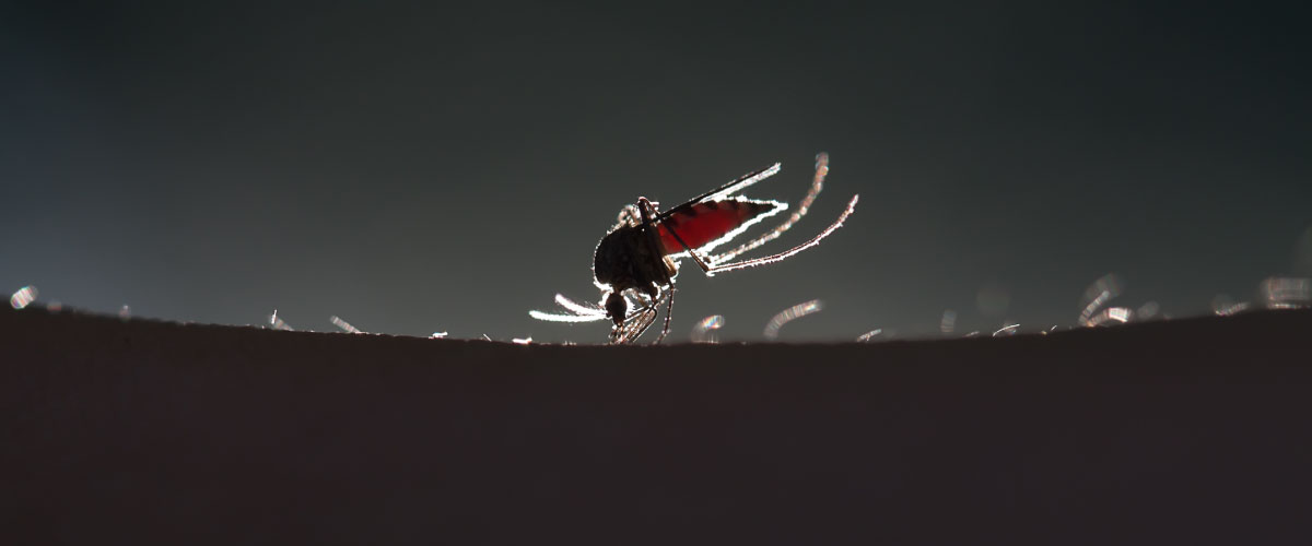 GYLLENTORGET Insecticides fight mosquito borne diseases